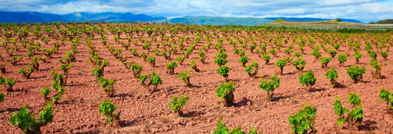 Visite-dégustation dans le domaine viticole de Viña Ijalba