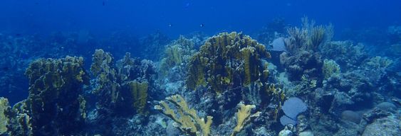 Plongée à Playa Coral