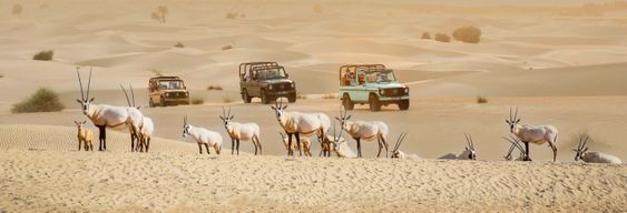 Safari dans le désert à l'oasis Al Marmoom à bord d'un 4x4 vintage