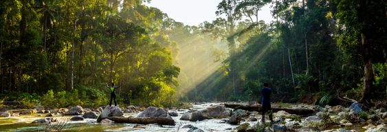 Excursion dans la jungle Taman Negara