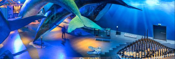 Billet pour Whales of Iceland