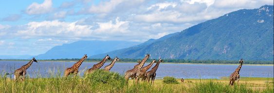Safari au Lac Manyara