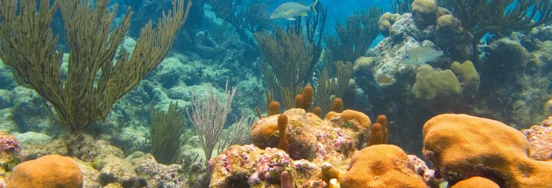 Excursion à la baie d'Akumal + Réserve Jaguar