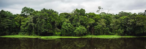 Excursion au Parc national de la Mefou et à la réserve forestière d'Ebogo