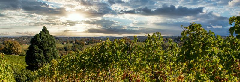 Visite d'un domaine viticole à Pau