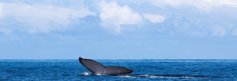 Observation de cétacés dans l’archipel des Perles
