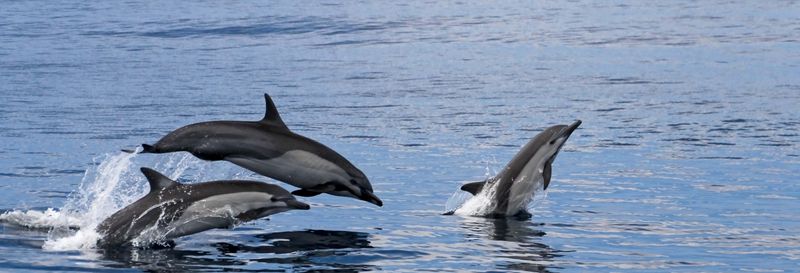 Observation de dauphins et de baleines à Tarifa