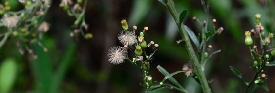 Randonnée au Sanctuaire de la Faune et de la Flore Iguaque