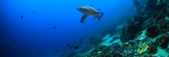 Plongée avec les requins-renards à Malapascua