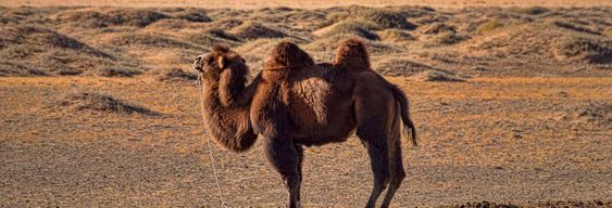 Excursion dans le désert de Semi Gobi