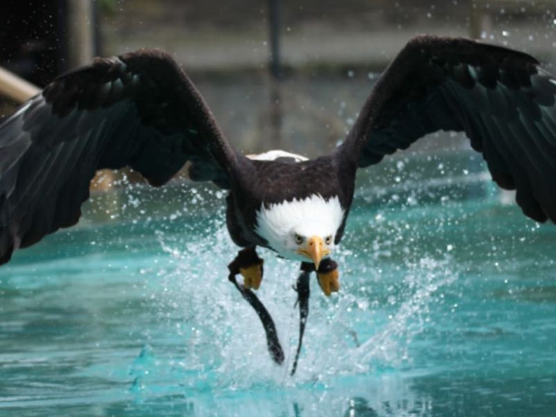 Billet pour l'Aquashow (29)