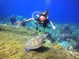 Plongée sous-marine et catamaran aux Anses-d'Arlet (972)
