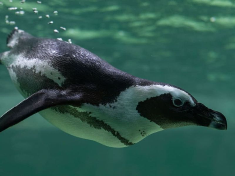 Billet pour le Tropiquarium à Servion