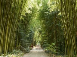 Billet pour la Bambouseraie en Cévennes près de Nîmes (30)