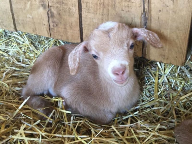 Visite de La Ferme de Gally de Sartrouville  2026