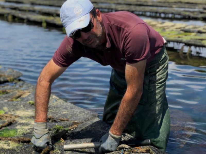 Visite & dégustation d'huîtres à La Couarde-sur-Mer (17)