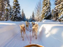 Initiation à la conduite de chiens de traineau à Avoriaz (74)