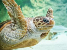 Billet pour l'Aquarium de Biarritz (64)