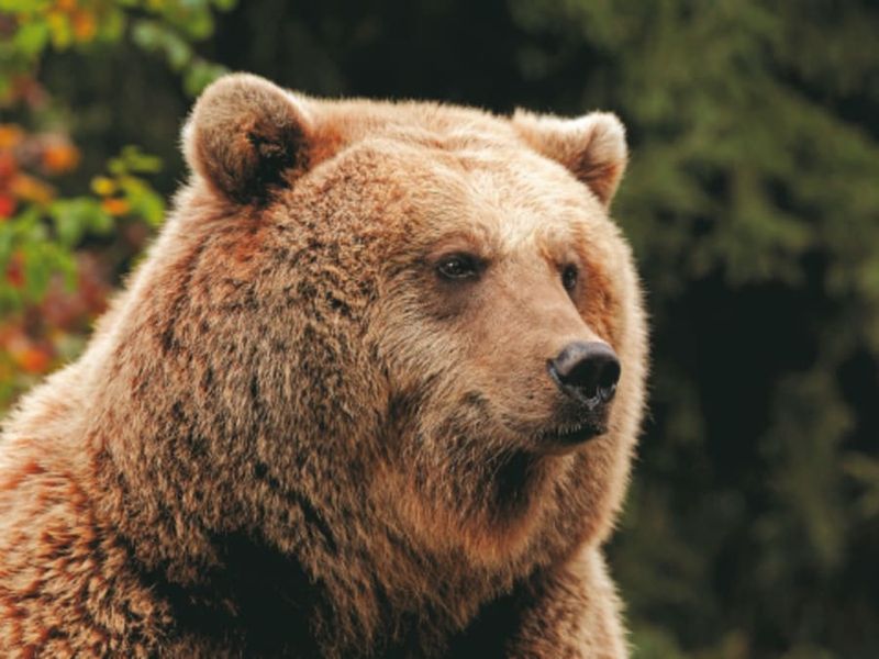 Billet pour le Parc animalier des Pyrénées (65)