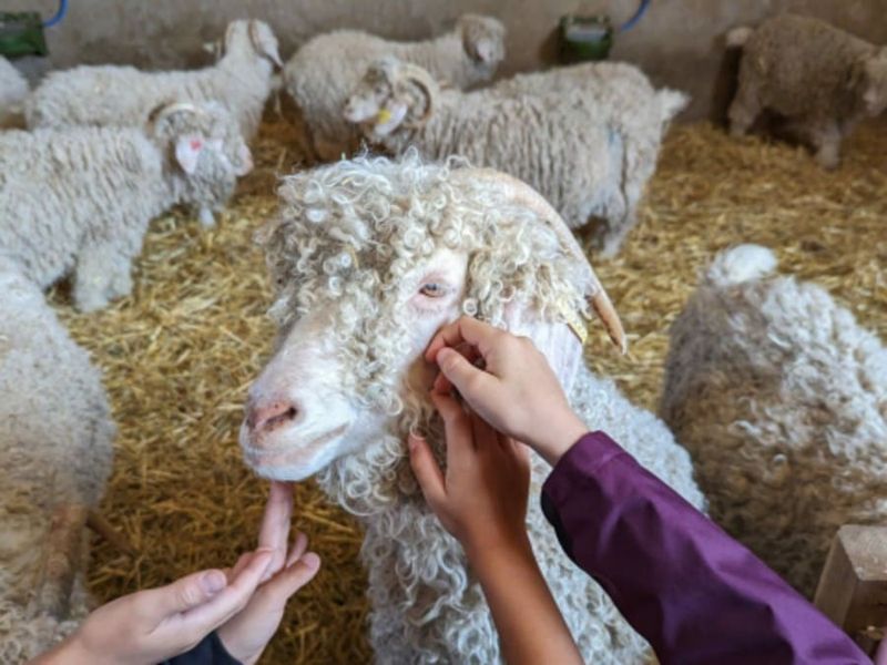 Visite & atelier nourrissage des animaux à la ferme à Chaussy