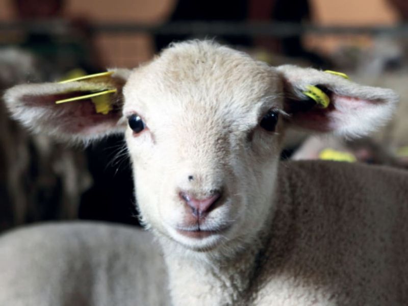Visite de la Ferme de Gally Saint-Cyr-l'Ecole 2026