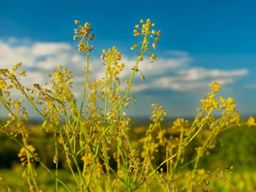 Visite découverte du pastel à Cambounet- Sur- Le Sor (81)
