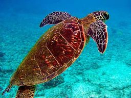 Billet pour le Grand Aquarium de Saint-Malo (35)