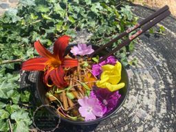 Balade nature & cours de cuisine végétale à Grandfontaine  (67)