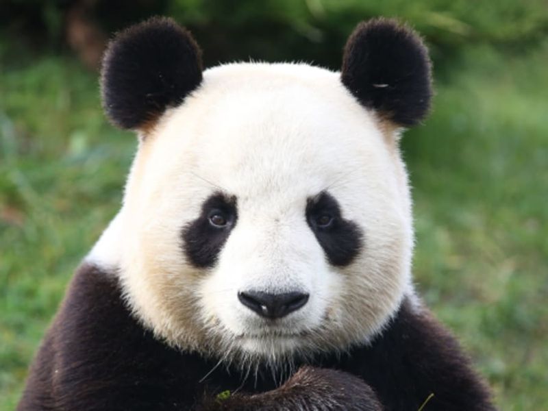 Billet pour le ZooParc de Beauval  (41)