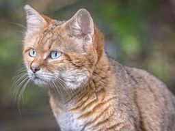 Billet pour le Parc zoologique et botanique de Mulhouse (68)