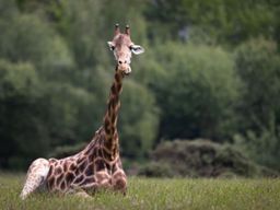 Billet pour le Parc animalier et botanique de Branféré (56)