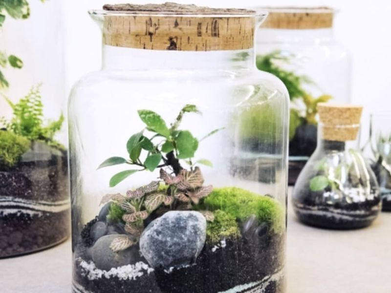 Atelier terrarium moyen proche de Strasbourg (67)