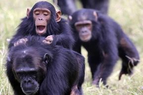 Nairobi : circuit safari de 3 jours dans les Aberdares et à Ol Pejeta