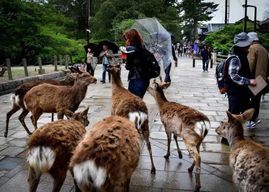 Nara : visite privative en voiture, parc des cerfs et Todai-ji