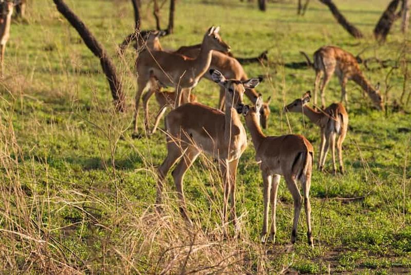 Excursion de 1 journée au parc national du lac Manyara