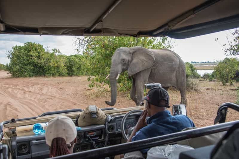 Parc national de Chobe : excursion, safari et croisière fluviale