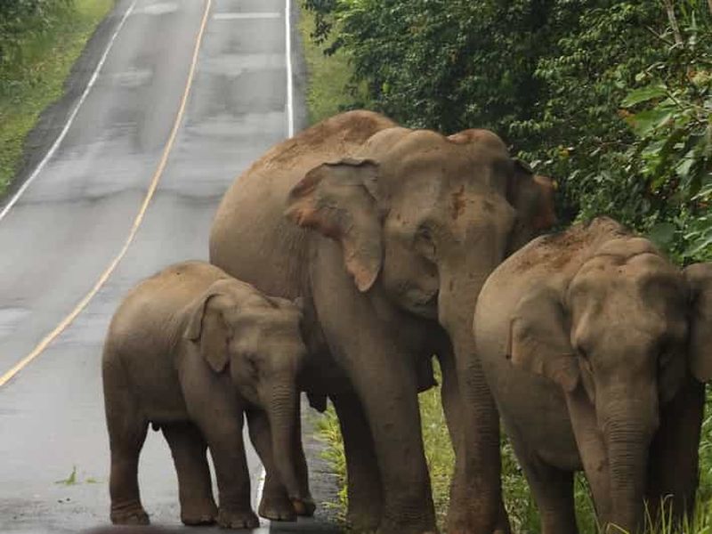 Depuis Bangkok : visite privative de deux jours au parc national de Khao Yai