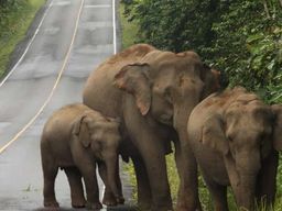Depuis Bangkok : visite privative de deux jours au parc national de Khao Yai