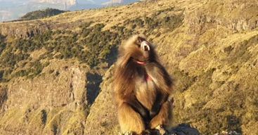 Journée de randonnée vers le mont Simien