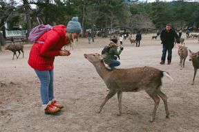 Nara : visite à pied des temples Kōfuku-ji et Tōdai-ji