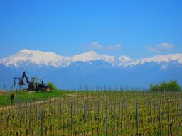 Bakou : Visite du vignoble de Qabala avec déjeuner local