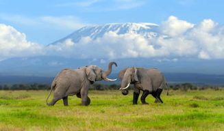 Excursion d'une journée : Parc national d'Amboseli et village Maasai – Nairobi