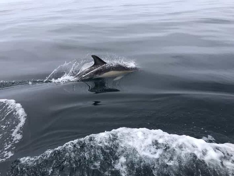 Salema : Observation des dauphins