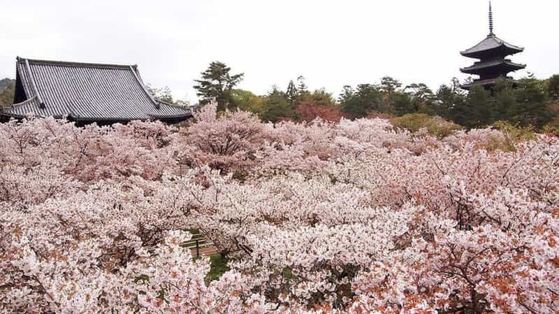 La splendeur des cerisiers en fleurs à Kyoto : Une excursion de 3 heures à la découverte des sakuras