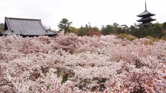 La splendeur des cerisiers en fleurs à Kyoto : Une excursion de 3 heures à la découverte des sakuras