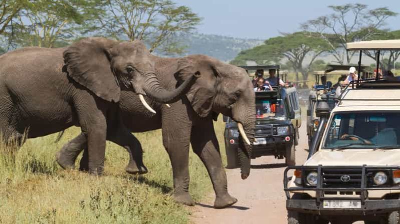Safari privé d'une journée dans le parc national du lac Manyara
