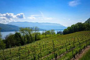 Depuis Annecy : Chambotte, Mont Revard & Dégustation de Vins Biodynamiques