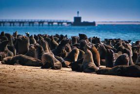 Rencontrez les phoques de la péninsule de Pelican Point