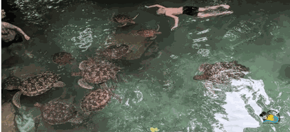 Zanzibar : plage de Nungwi, Dhow Boat Factory et visite des tortues