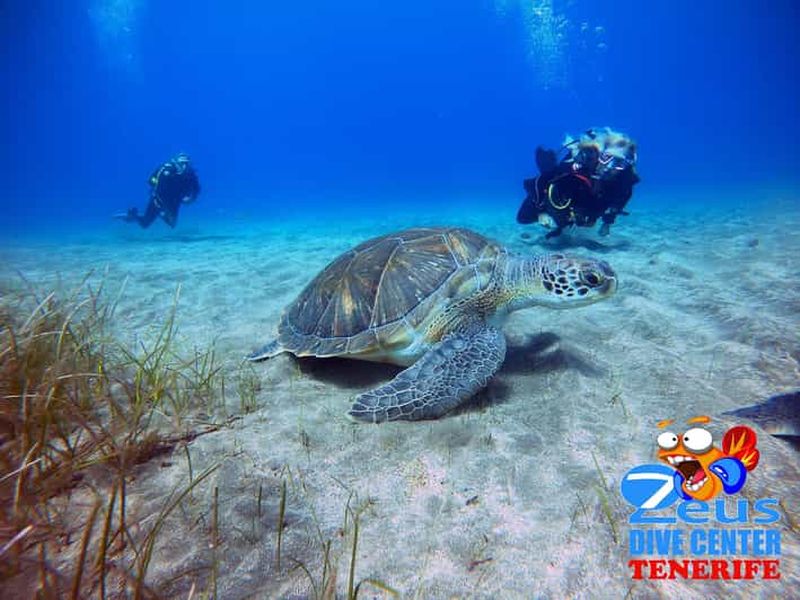 Tenerife : Plongée d'initiation sur la plage d'Abades
